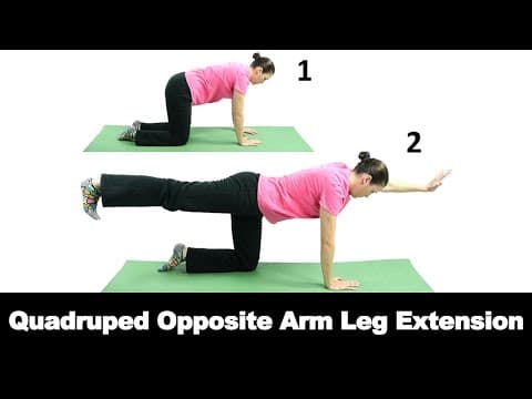 Straight Leg Raise (Quadruped)